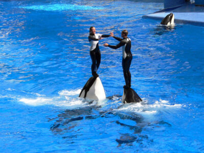 The Blackfish Backlash Image